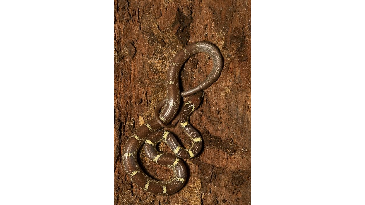 <div class="paragraphs"><p>Indian wolf snake.</p></div>